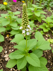 Valerianella locusta in vegetable garden