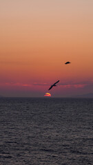 Seagulls dance across the fiery sky, painting freedom over the endless ocean
