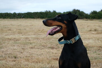 Doberman dog in summer field after bailing
