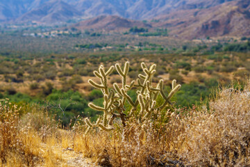 Jumping Cholla Cactus (Cylindropuntia fulgida)