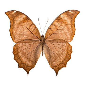 Brown leafwing butterfly with detailed veins isolated on a transparent background