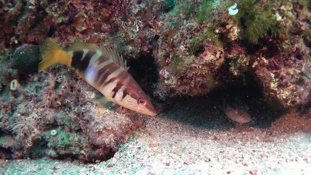 Painted Comber Fish Pair with Striped Patterns Swimming Over Rocky Algae Seabed Underwater