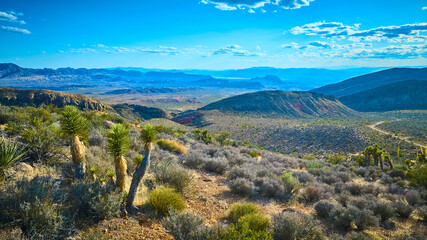 Aerial Joshua Tree Desert Landscape in Gold Butte National Monument Nevada © Nicholas J. Klein