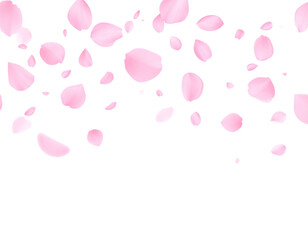 Obraz premium Falling pink flower petals, transparent background PNG