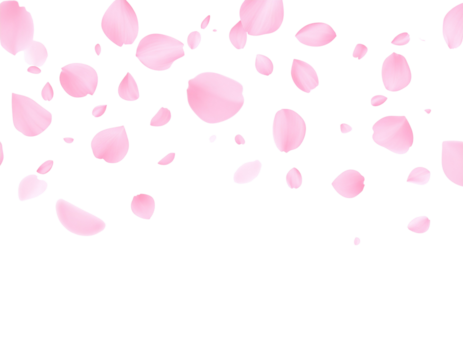 Falling pink flower petals, transparent background PNG