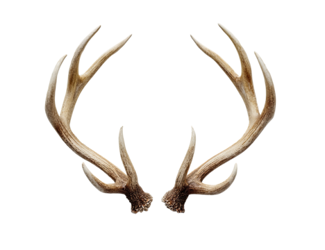 A symmetrical pair of large, light-brown deer antlers, displayed against a black background.  Antlers are detailed, showing branching and individual tines