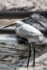 Close-up shot of a beautiful and elegant snowy egret standing on the edge of a wetland. Egretta thula.