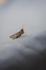 Close-up shot of a cricket.
