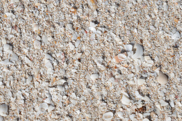 Backgrounds and textures. Sand with a wide variety of small seashells. Copy space