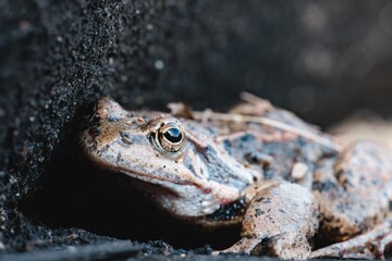 A brown, speckled frog rests near a dark, coarse surface, possibly rock or hardened earth. The amphibian's eye is visible, suggesting alertness and readiness