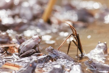 A group of Common Frogs congregate in shallow water, around reeds and freshly laid eggs. It is the mating season in Europe, with early springtime sunshine reflecting off the surface