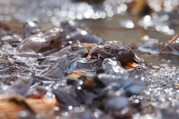 Dozens of Moor Frogs congregate in a small, shallow pond during spawning season, creating a flurry of activity as they swim, climb, and seek partners in the early morning sun