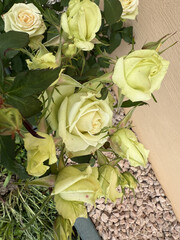 Roses Rosids Flower Love Red Yellow White Thorns Plant Shrub Spines Wild Roses Cultivated Roses Blossoms Bouquet Gift Valentine's Day Wedding Anniversary Meadow Gardener Water Spines Ornamental Plant 