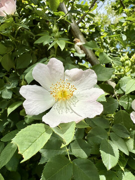 Rosaceae Ackerrose Hundsrose Rose Caninae Wildrose Heckenrose Heiderose field dog wild white pink heather rose nature pink White rosa floral Beautiful