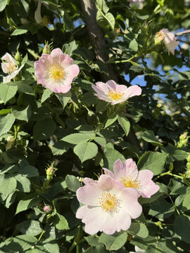 Rosaceae Ackerrose Hundsrose Rose Caninae Wildrose Heckenrose Heiderose field dog wild white pink heather rose nature pink White rosa floral Beautiful