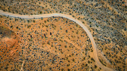 Aerial Winding Desert Road and Vegetation in Rugged Nevada Landscape Top Down © Nicholas J. Klein
