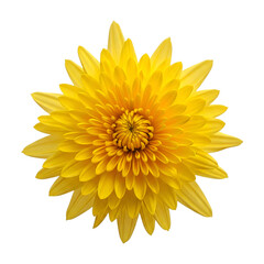 Close up of a vibrant yellow chrysanthemum flower with a dark background and detailed petals visible on transparent background