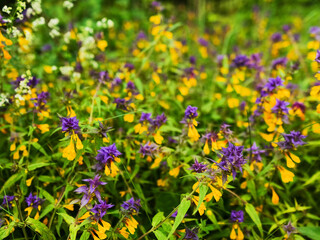 Field with wild purple flowers with yellow petals. The flower is surrounded by green leaves and stems. Concept of beauty and tranquility. Color and shape of nature theme.