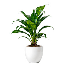 Minimalist Parlor Palm in sleek white pot set against a pristine white backdrop Elegant and stylish interior decor touch, isolated