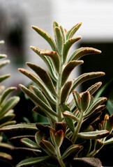 Pretty green plant in soft light  in the garden