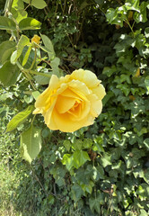 Roses Rosids Flower Love Red Yellow White Thorns Plant Shrub Spines Wild Roses Cultivated Roses Blossoms Bouquet Gift Valentine's Day Wedding Anniversary Meadow Gardener Water Spines Ornamental Plant 