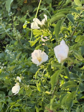Rosaceae Ackerrose Hundsrose Rose Caninae Wildrose Heckenrose Heiderose field dog wild white pink heather rose nature pink White rosa floral Beautiful
