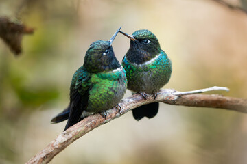 Amor por el entorno © Jasbleidy