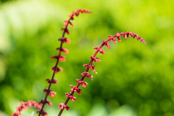 Close up of sabra spike sage (salvia confertiflora) in bloom