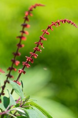 Close up of sabra spike sage (salvia confertiflora) in bloom