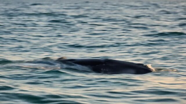 Graceful Bryde's Whale Breaching Ocean Surface Splashing Water During Golden Hour Sunset Coastal