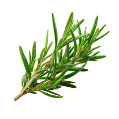 Fototapeta premium Fresh sprig of rosemary isolated on black Vibrant green leaves perfect for culinary or aromatic use adding a touch of nature