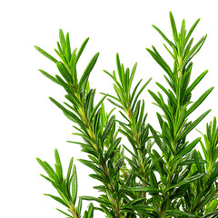 Fototapeta premium Fresh rosemary sprigs vibrant green leaves and aromatic scent create a sensory culinary experience Enhance dishes with this herb's flavor