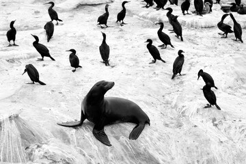 2024-06-28 A LONE SEA LION AND MULTIPLE CORMORANTS RESTING ON A ROCKY SHELF AT THE LA JOLLA COVE IN BLACK AND WHITE
