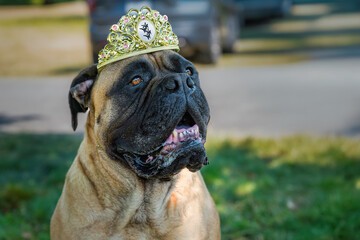 2025-08-01 A LARGE BULLMASTIFF SITTING AND WEARING A TIARA LOOKING SLIGHTLY UP WITH BRIGHT EYES AND A BLURRED BACKGROUND