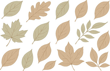Obraz premium A collection of autumn leaves in various shapes and shades is scattered in a random pattern. The leaves are illustrated with fine lines and soft