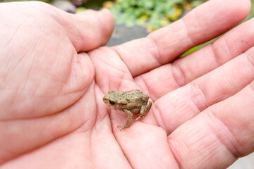 junge Erdkröte (Bufo bufo) auf einer Hand