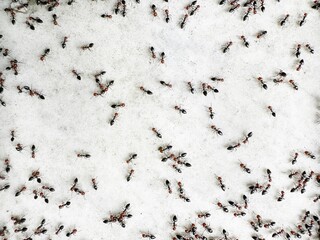 ants crawling on a white floor, ants on the white background