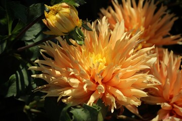 Dahlias. Dark background with bright orange dahlia buds in the sun in a summer garden. Beautiful natural background. Delicate petals. Close-up of a lush dahlia bud. Orange dahlias in the garden.
