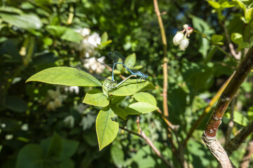 Paarungsrad der Hufeisen-Azurjungfer (Coenagrion puella)