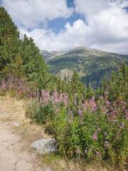 Rila mountain near Granchar Lake, Bulgaria