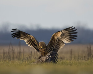 birds
