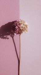 Minimalistic dried flower with soft shadows on dual-toned background