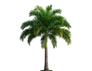 Realistic Green Palm Tree with Textured Trunk Transparent Background