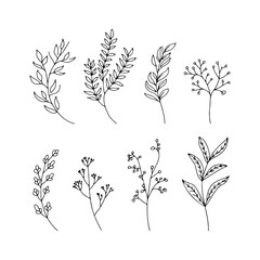 A collection of hand-drawn botanical elements with intricate floral details. Suitable for digital art, fabric prints, greeting cards, and branding.