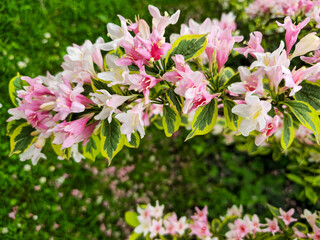 Fototapeta premium Close-up of a branch with pink and white flowers and green leaves against grass background