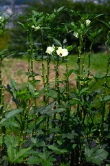 Okra cultivation. An edible fruit of the Malvaceae . Okra is a green and yellow vegetable rich in dietary fiber and vitamins. Seeds are sown in the spring and harvested in the summer.