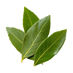 Fototapeta premium Overlapping green bay leaves with prominent yellow midribs and veins set against a black background for contrast Aromatic culinary herbs