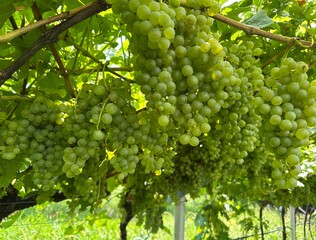 bunch of grapes, Beautiful bunch of grapes