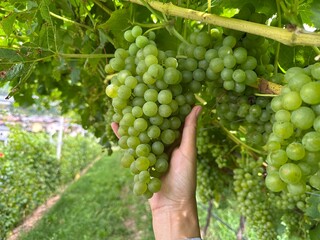 hand holding bunch of grapes, Large bunch of grapes