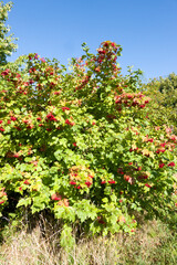 Gewöhnlicher Schneeball (Viburnum opulus) - fruchtend